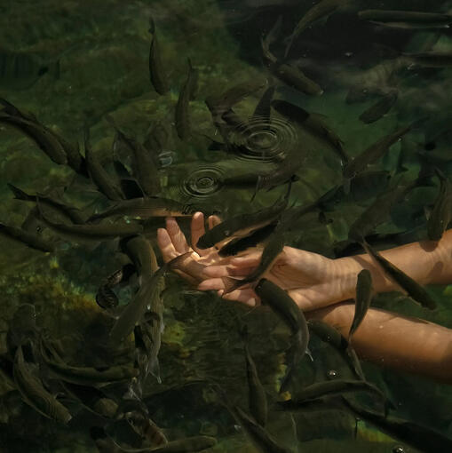 a photograph of hands underwater, surrounded by small gray fish